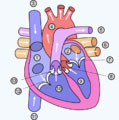 How To Prevent Heart Disease